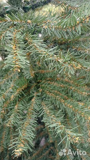 Ель искуственная 2 метра