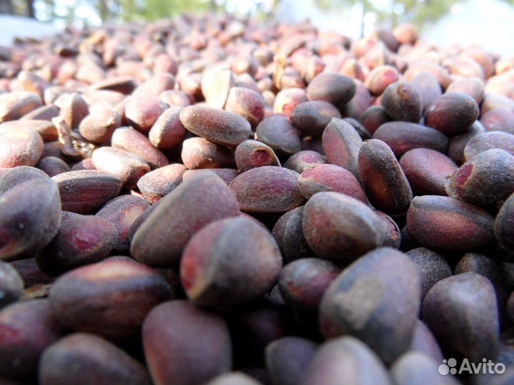 Орех кедровый