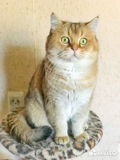 Котик для вязки