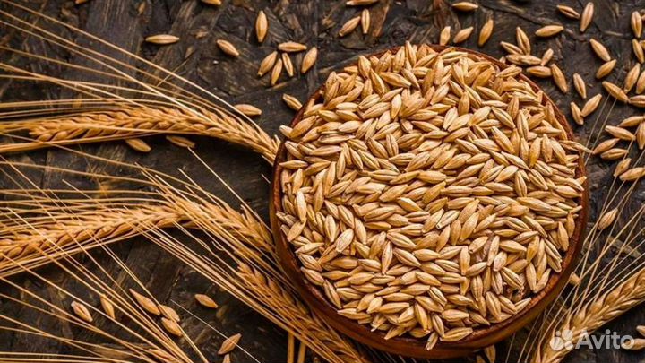 Ячмень, зерно, урожай 2024, высокое качество
