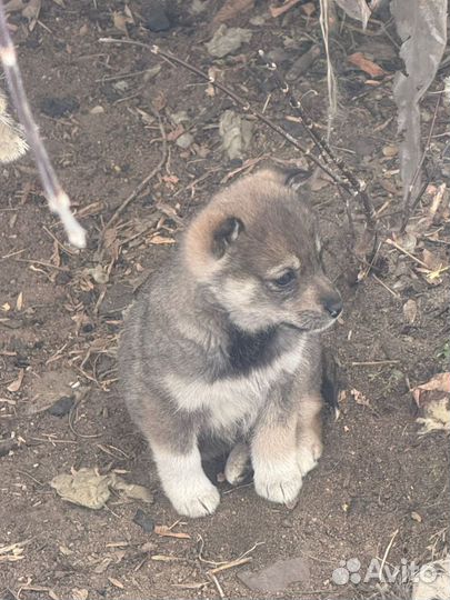 Щенок в добрые руки бесплатно