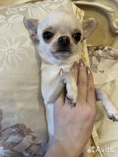 Вязка чихуахуа