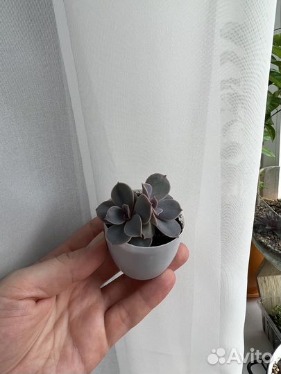 Суккуленты эхеверия