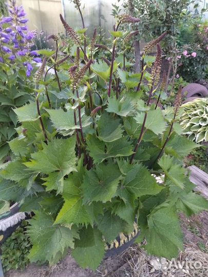 Бузульники