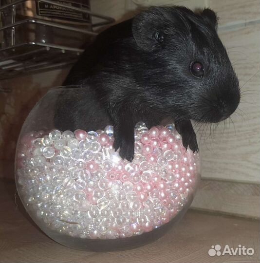 Морские свинки