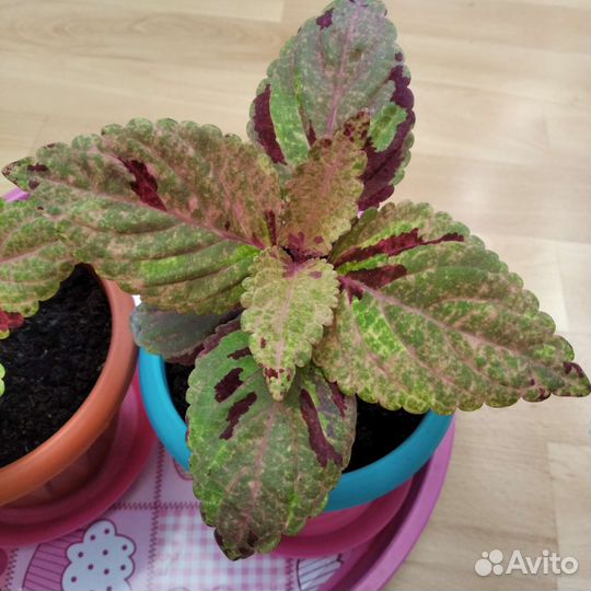 Колеус Блюме фейервей мозаик