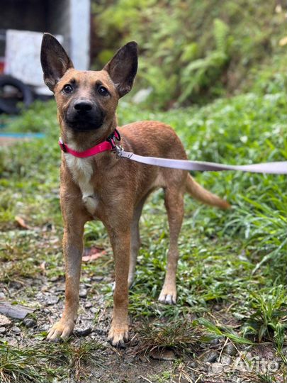 Малышка в добрые руки (мал. размер)