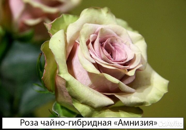 Розы сортовые чайно-гибридные, английские, спреи