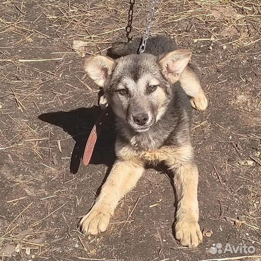 Виктория ищет добрую семью