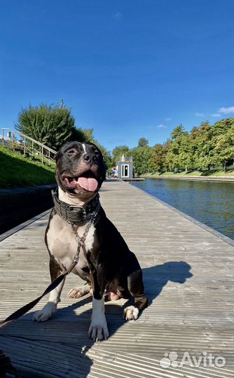 Амстафф вязка