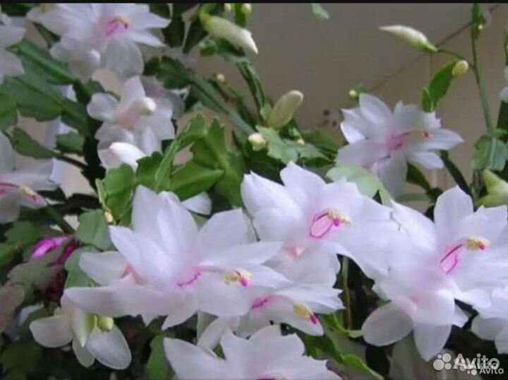 Редкие сорта шлюмбергер, Декабрист