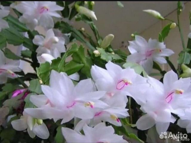 Редкие сорта шлюмбергер, Декабрист