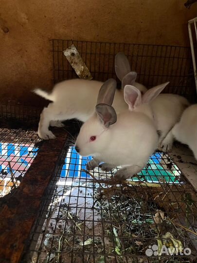 Калифорнийские кролики