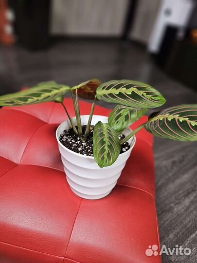 Маранта триколор