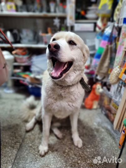 Собака мальчик 1,7 года