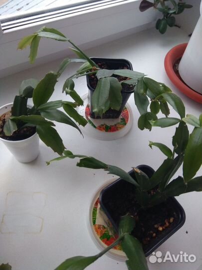 Комнатные цветы