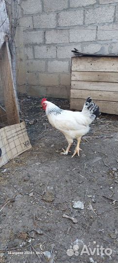 Куры петухи