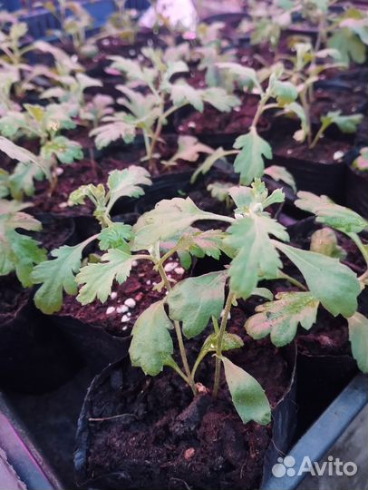 Хризантемы мультифлора