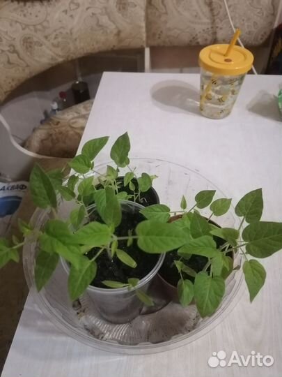 Рассада помидор