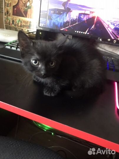 Котенок в добрые руки