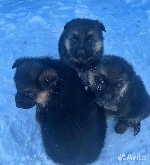 Щенки немецкой овчарки