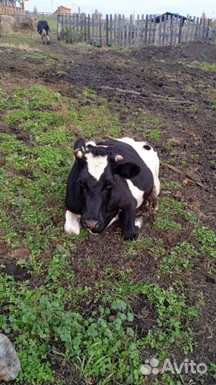 Корова высокоудойная