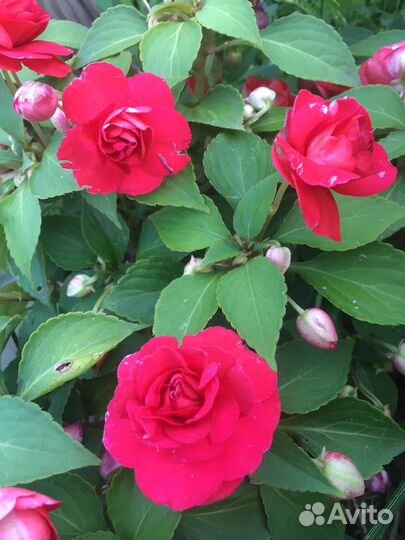 Бальзамин махровый