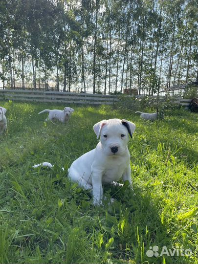 Щенки аргентинского дога