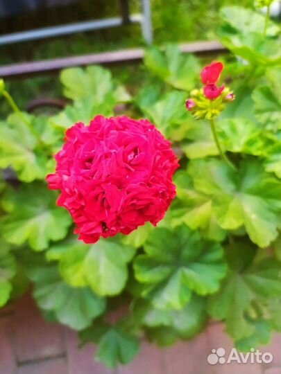 Пеларгония розебудная красная и розовая