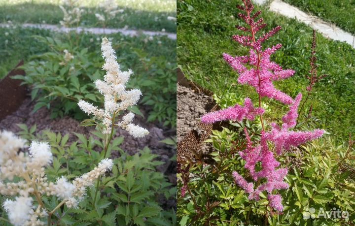 Астильбы (пакет)