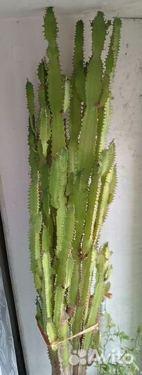 Молочай трехгранный