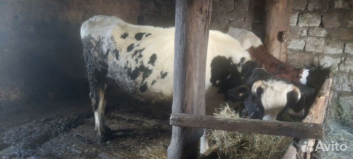 Корова стельная