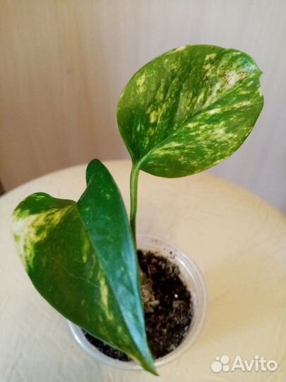 Сциндапсус, филодендрон,сингониум