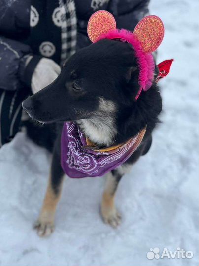 Собака из приюта в добрые руки