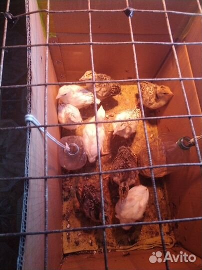 Индюшиное яйцо для инкубатора