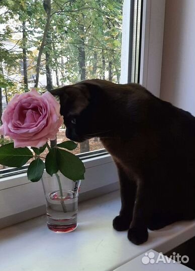 Вязка бурманский кот