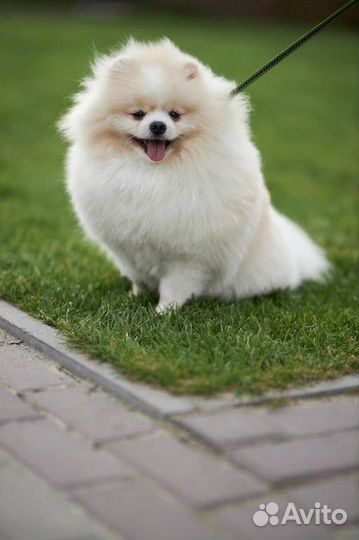 Ищу модель собачку