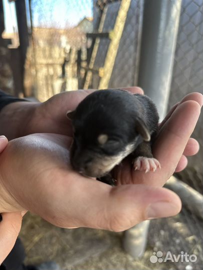 Собаки в добрые руки