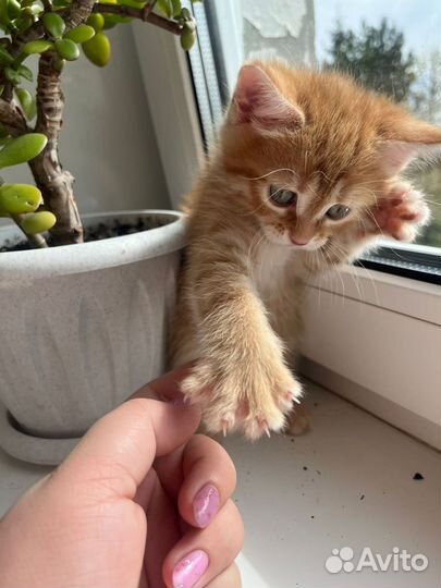 Котята - 1 мес