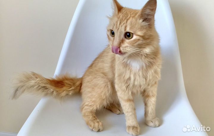 Маленький рыжий котик Лукас вечно удивлен )