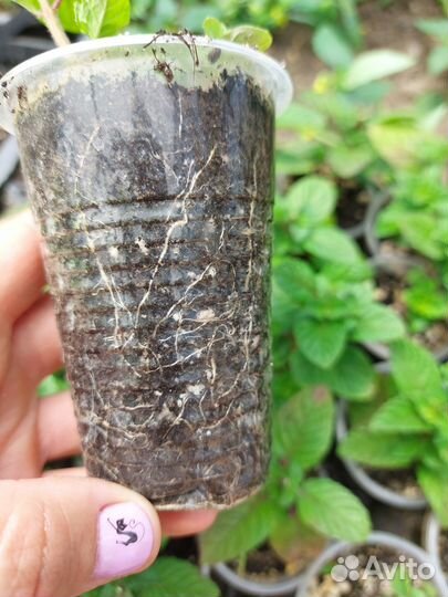 Мята сортовая 12 сортов