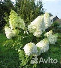 Гортензия метельчатая