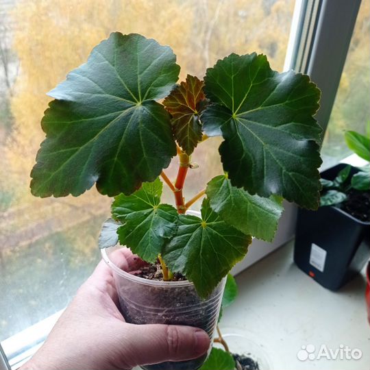 Бегония элатиор сортовые