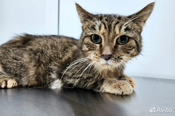 Кот в добрые руки