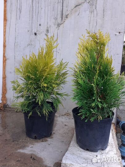 Туя форевер голди