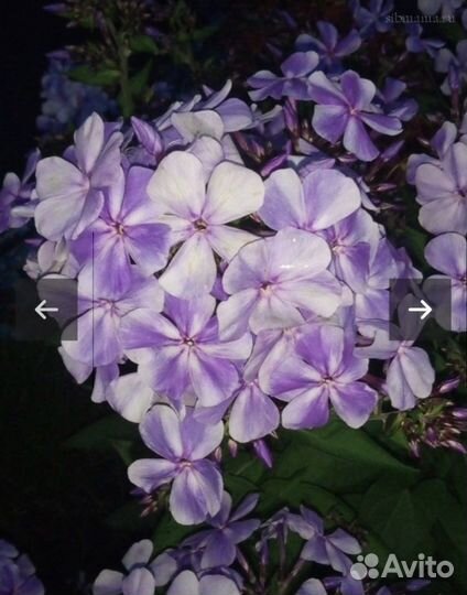 Флокс метельчатый