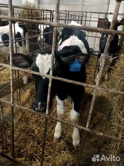 Телята бычки