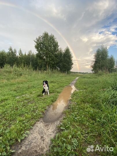 Вязка Бордер Колли