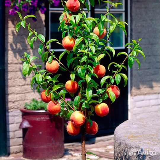Саженцы колонновидного персика