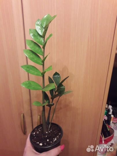 Замиакулькас, Марбл Квин, сингониум,эсхинантус др